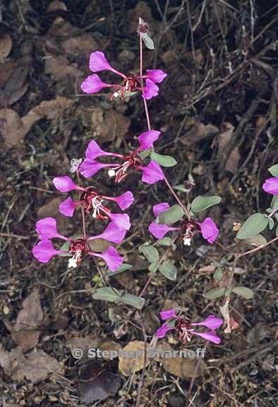 clarkia unguiculata 9 graphic